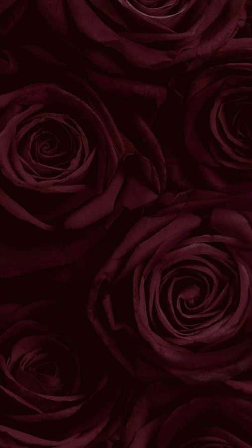 Nahaufnahme von dunklen burgunderroten Rosen mit weichen Schatten und samtiger Textur. — Burgunderblüte Wallpaper