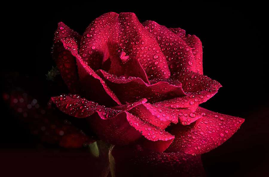 A red rose covered in water droplets against a black background. — Burgundy Background