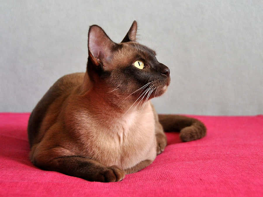 Burmese Cat Wallpaper