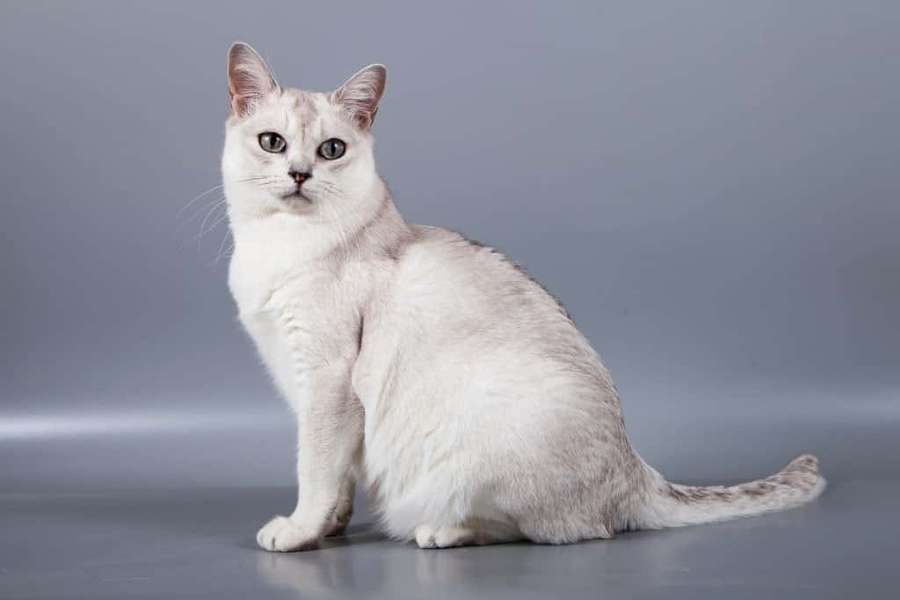 A silver cat with green eyes sitting calmly in a studio setting. — Burmilla Wallpaper