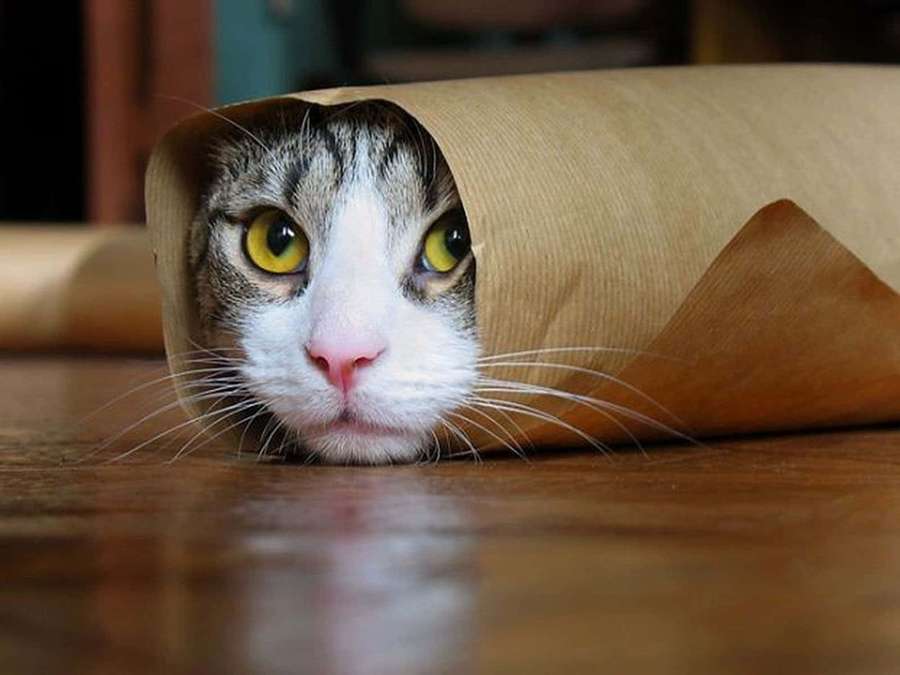Eine getigerte Katze mit gelben Augen, die aus einem braunen Papierrohr auf einem Holzboden hervorschaut. — Burrito Bilder