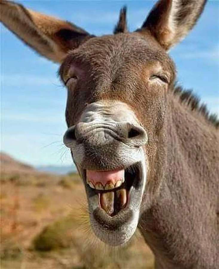 Un burro con la boca abierta mostrando los dientes en un paisaje desértico. — Burro Fondos de pantalla