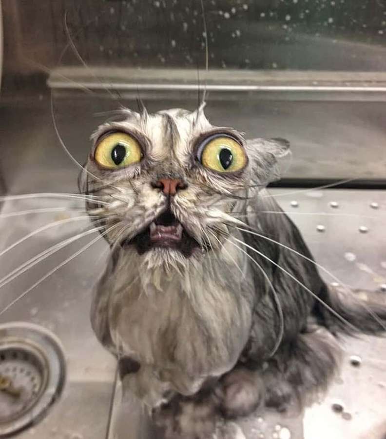 Um gato cinza com olhos grandes e boca aberta senta-se em uma pia parecendo assustado. — Burro Papéis de Parede