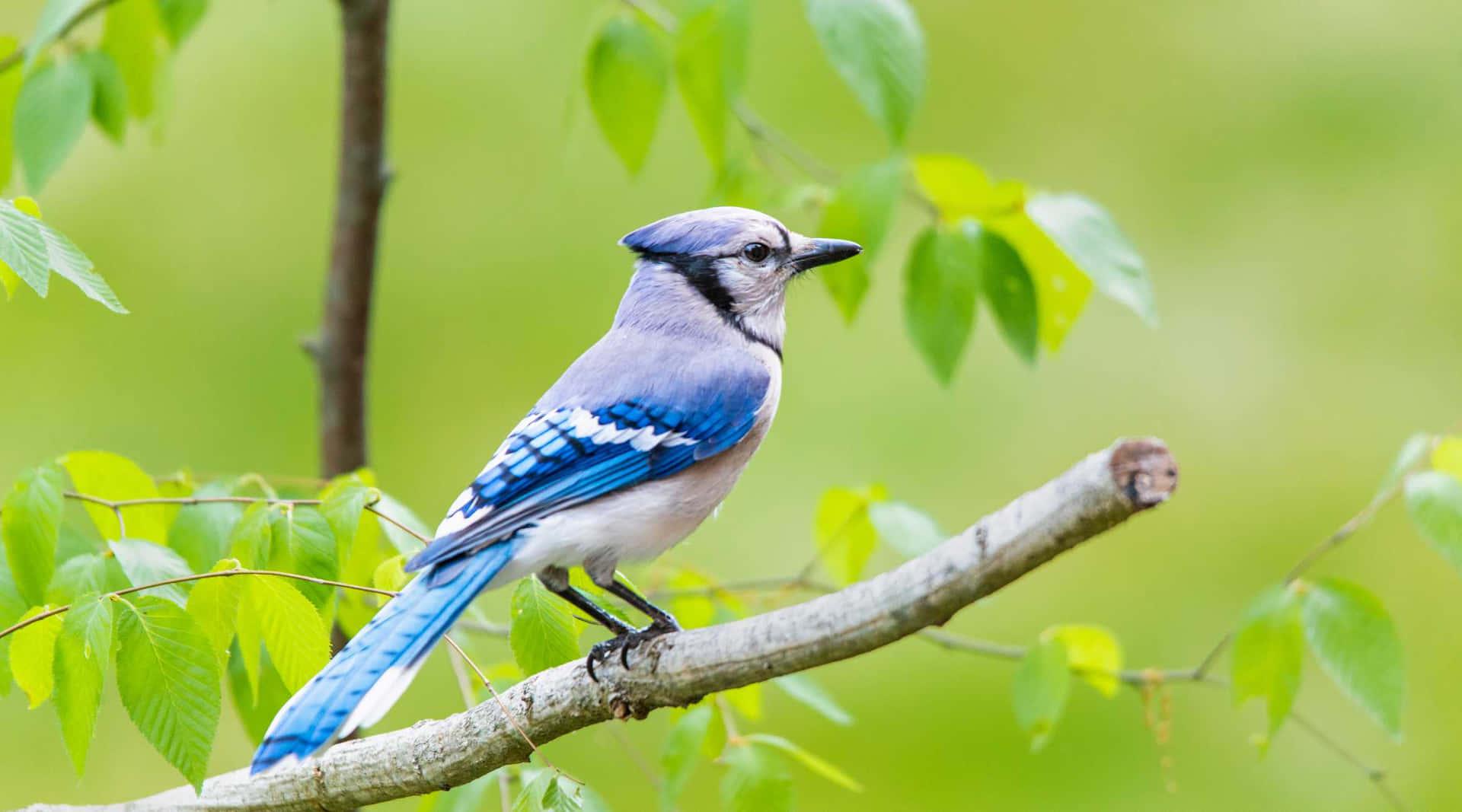 Burung Blue Jay Wallpaper