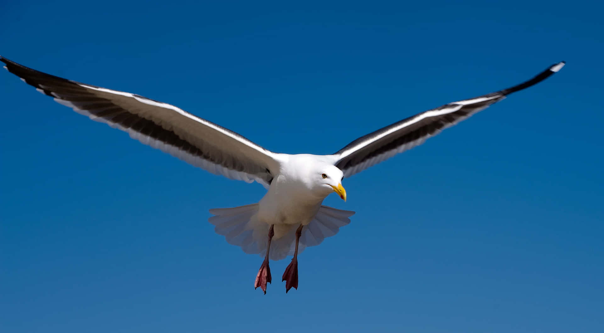 Burung Camar Wallpaper