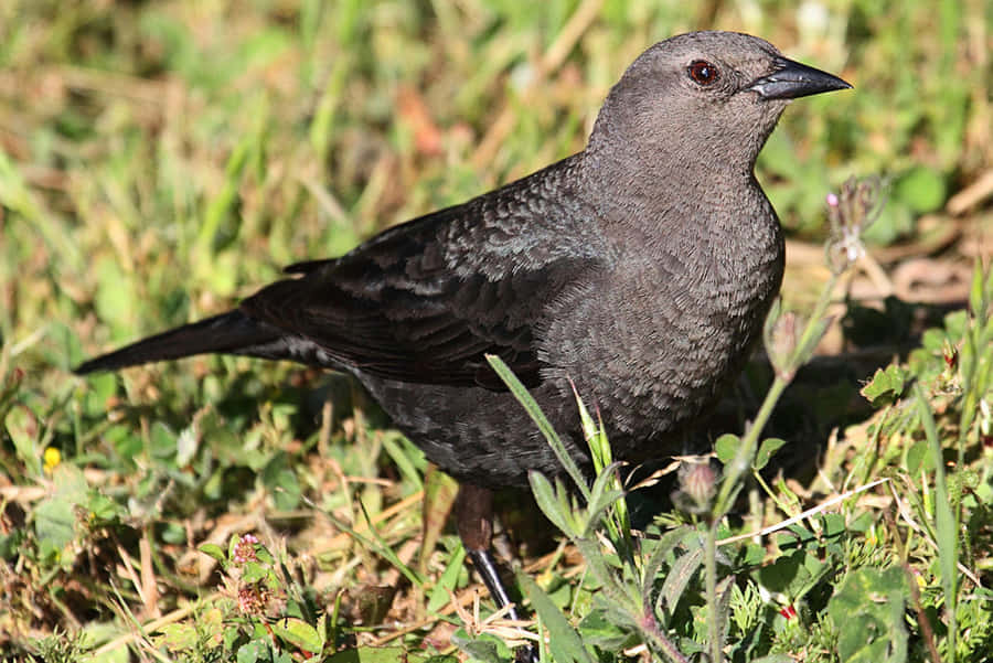 Burung Hitam Wallpaper