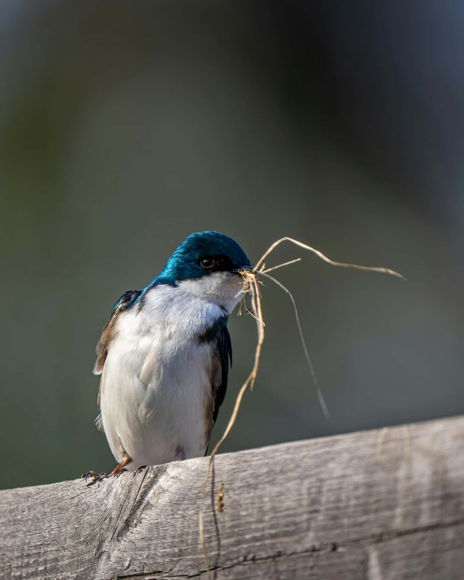 Burung Swallow Wallpaper