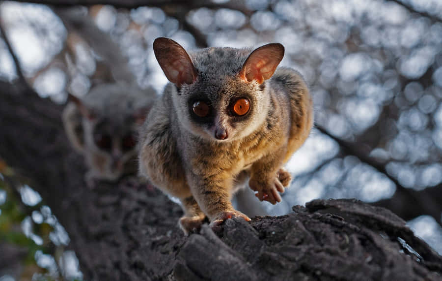 Bush Baby Papel de Parede