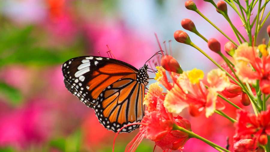 Monarch butterfly on red yellow flower in bright garden — Butterfly Garden Wallpaper