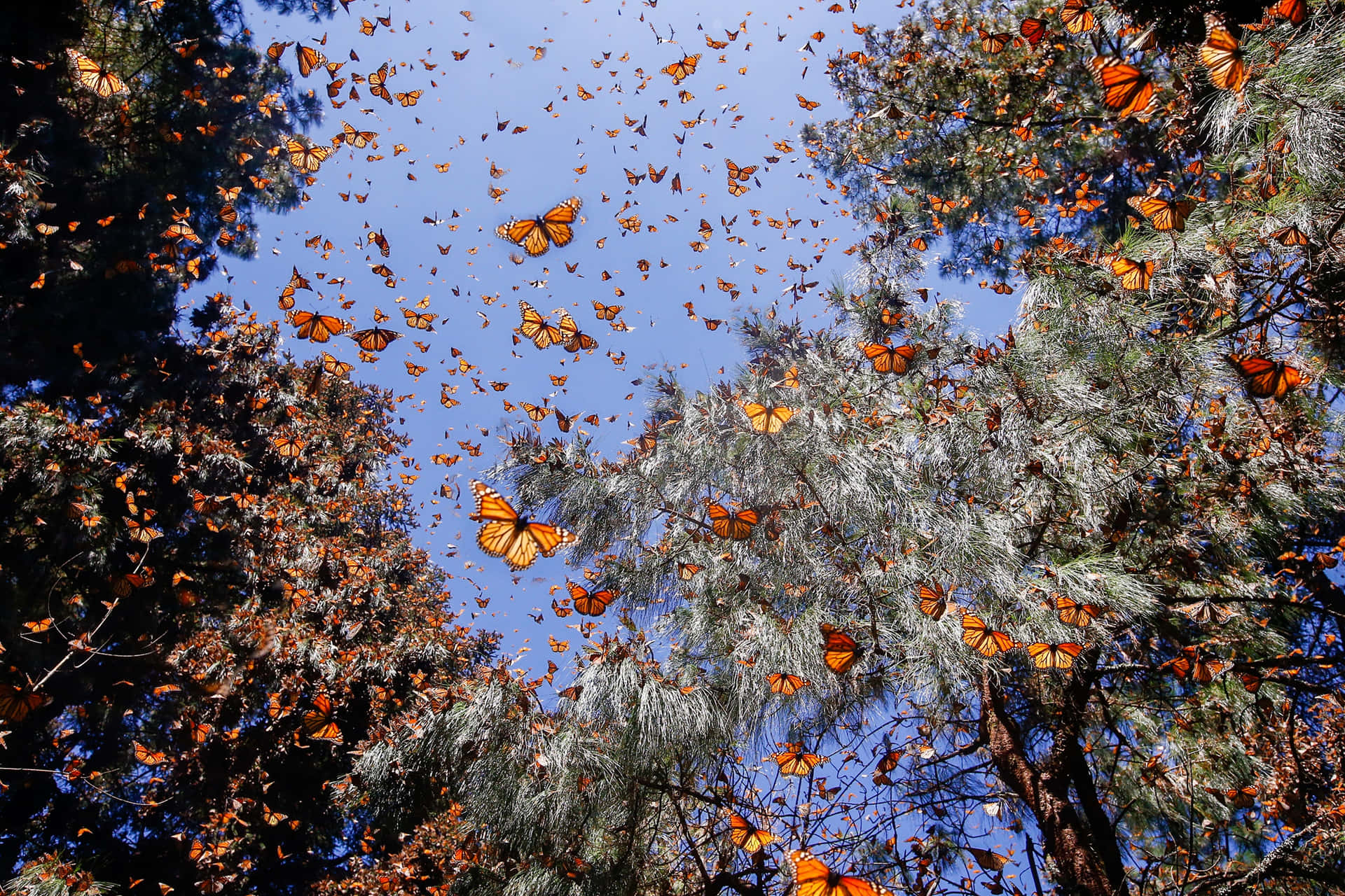 Butterfly Migration Wallpaper