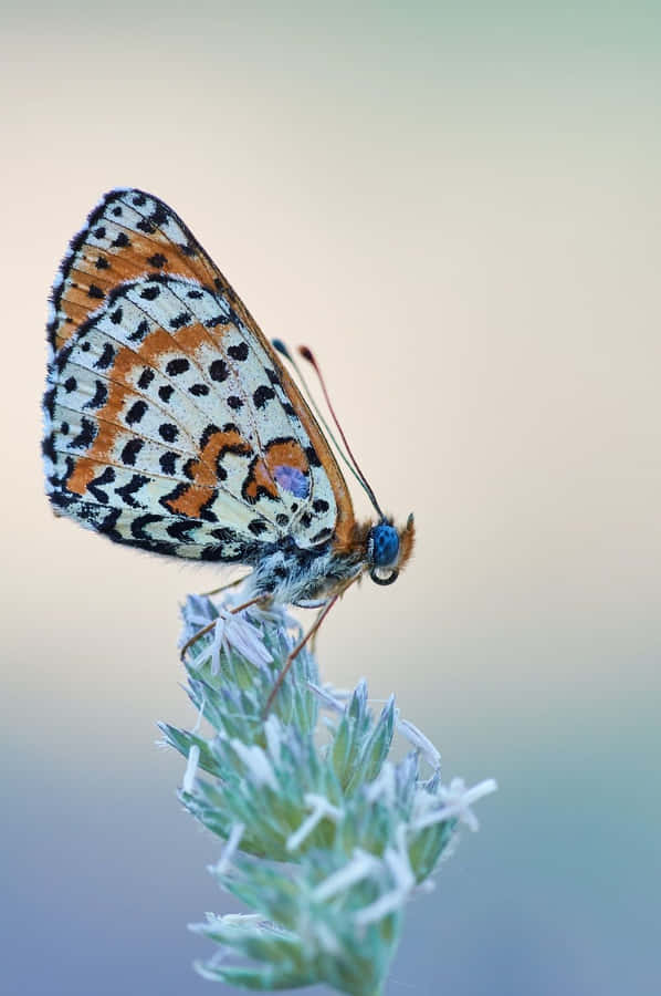 Butterfly Photography Wallpaper