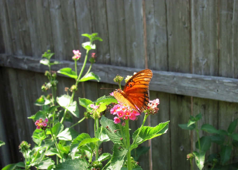 Butterfly Profilbilder