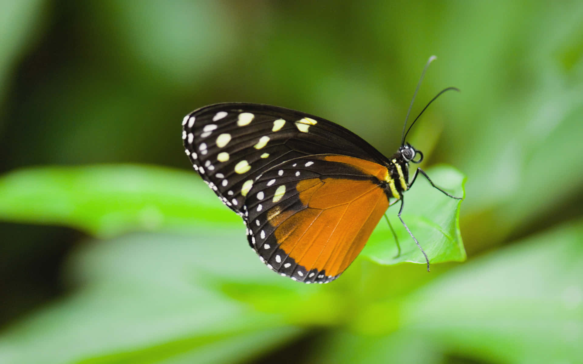 Butterfly Species Achtergrond