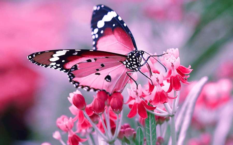 A pink and black butterfly resting on pink flowers in a garden. — Butterfly Watching Wallpaper