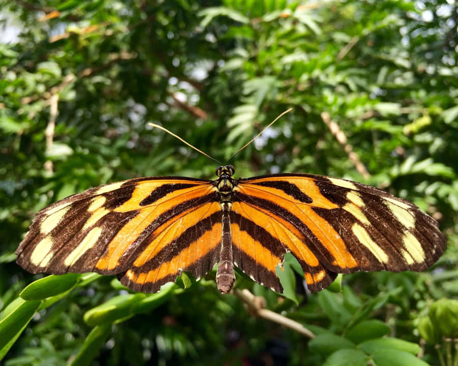 Butterfly Zoo Achtergrond