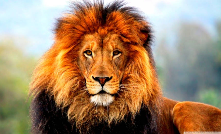 Free 3d Lion Wallpaper Downloads, [100+] 3d Lion Wallpapers for FREE |  