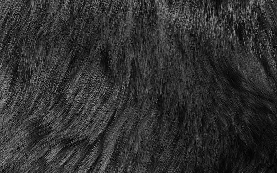 Primer plano de pelaje animal negro con textura suave y reflejos grises. — Cabello Texturizado Fondos de pantalla