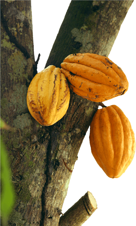 Cacao Png