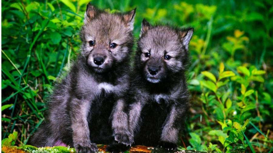Dos jóvenes cachorros de lobo sentados juntos en la hierba verde — Cachorro de lobo Fondos de pantalla