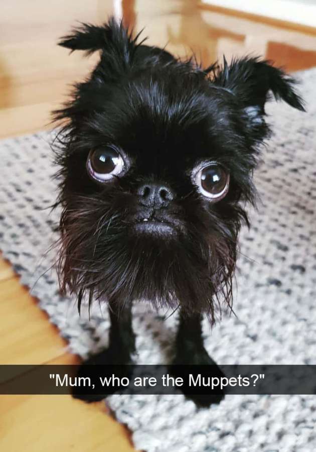 Um filhote de Brussels Griffon preto com olhos grandes em pé sobre um tapete. — Cachorro engraçado Papéis de Parede
