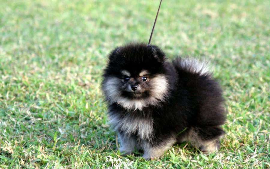 Cachorro de Pomerania esponjoso blanco y negro de pie sobre césped verde con correa. — Cachorro Fondos de pantalla