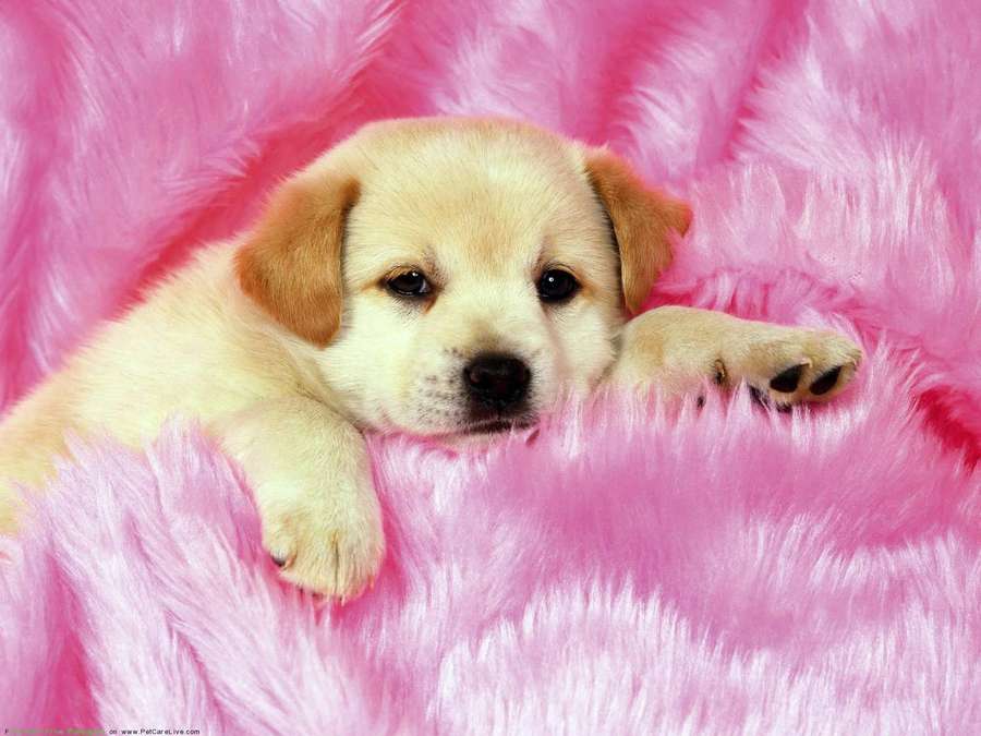 Um filhote de cachorro marrom claro deitado em um cobertor rosa fofo com as patas esticadas. — Cachorro Papéis de Parede