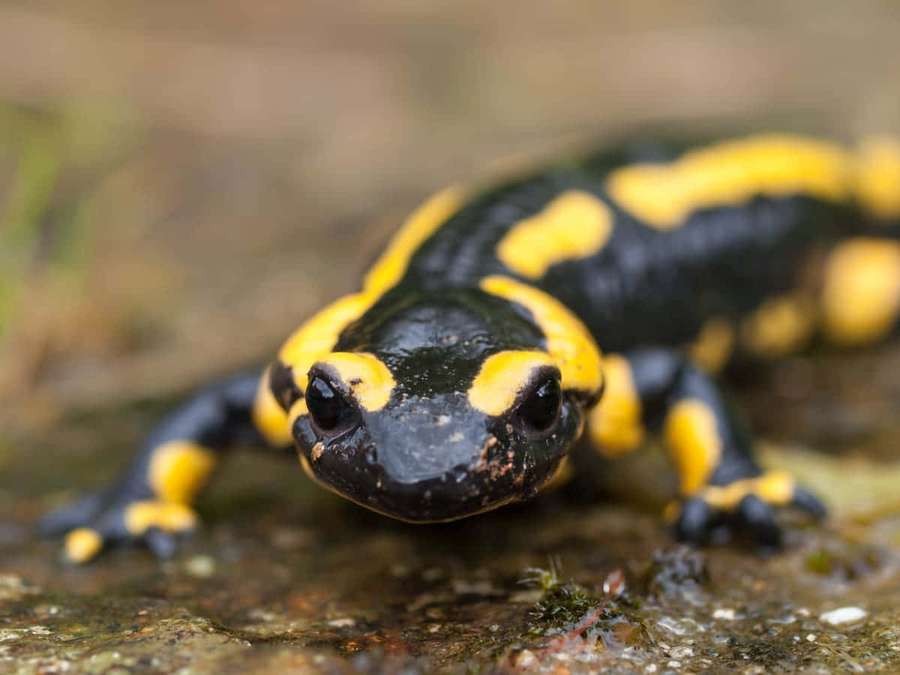 En sort og gul ildsalamander på en mosbeklædt sten i en skov. — Caecilian Wallpapers