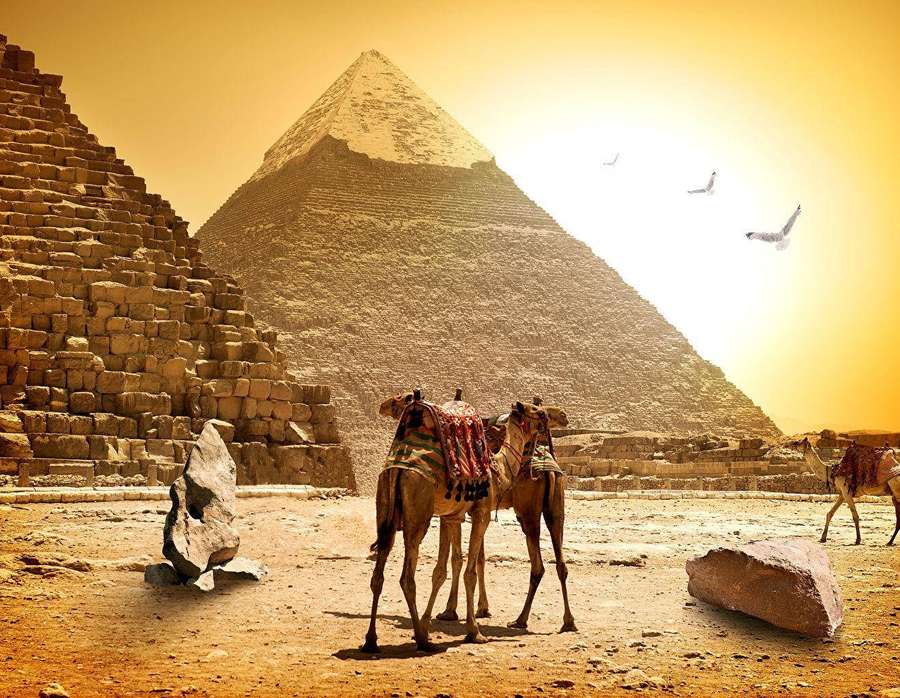 Camels near pyramids in desert at golden sunset — Cairo Background
