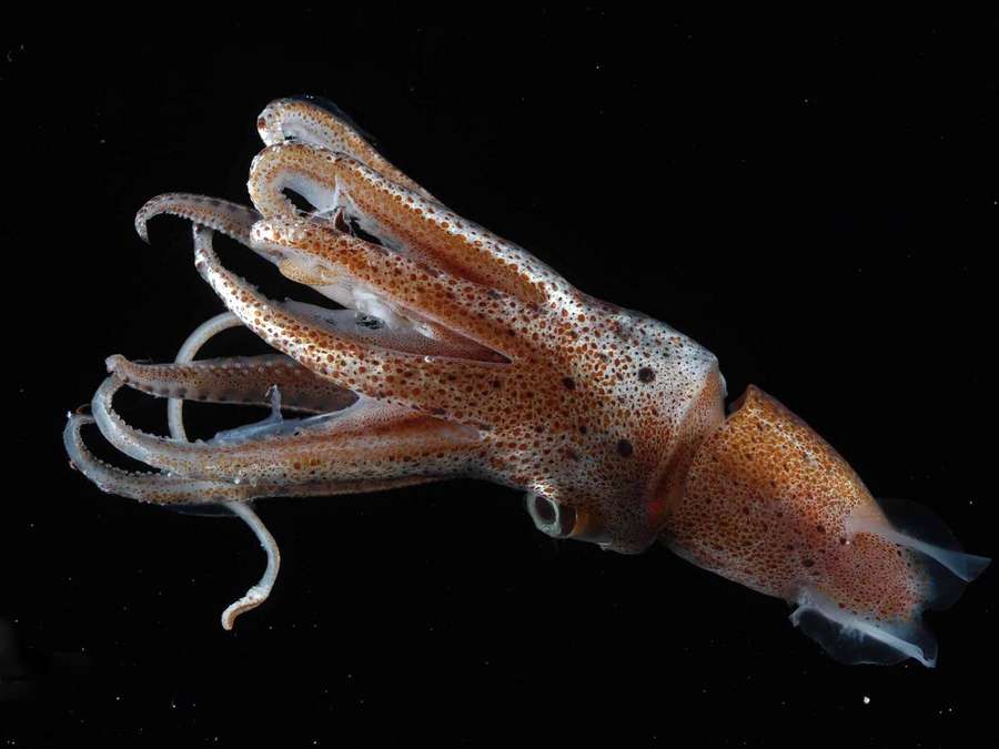 Uma lula manchada nadando em água escura do oceano com tentáculos enrolados. — Calamari Papéis de Parede
