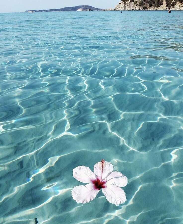Flor de hibisco blanco flotando en agua oceánica turquesa tranquila cerca de una costa rocosa. — Caliente Fondos de pantalla