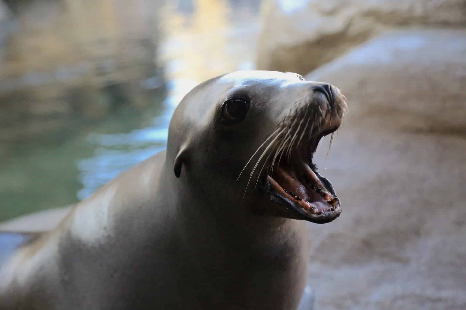 California Sea Lion Wallpaper