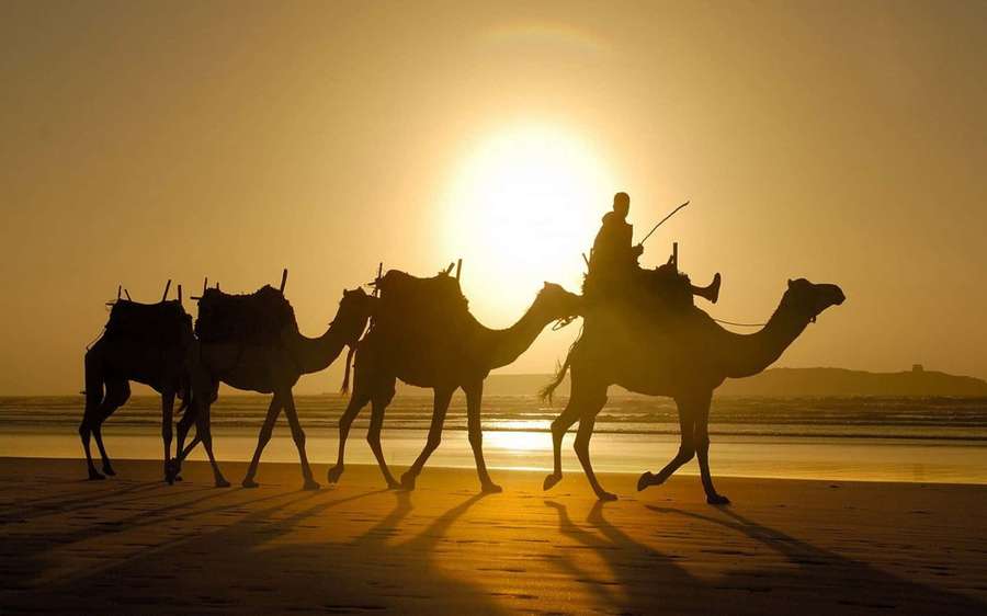 Camels and rider silhouetted against golden sunset on beach — Camel Background