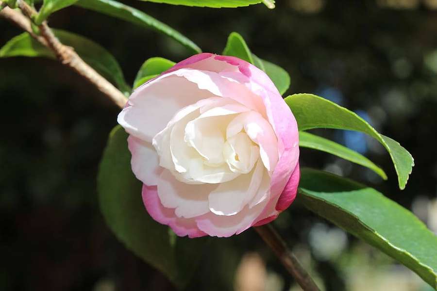 A pink and white camellia flower with green leaves in natural sunlight. — Camellia Wallpaper