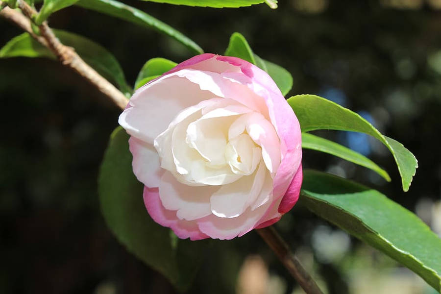 Camellia Bakgrund