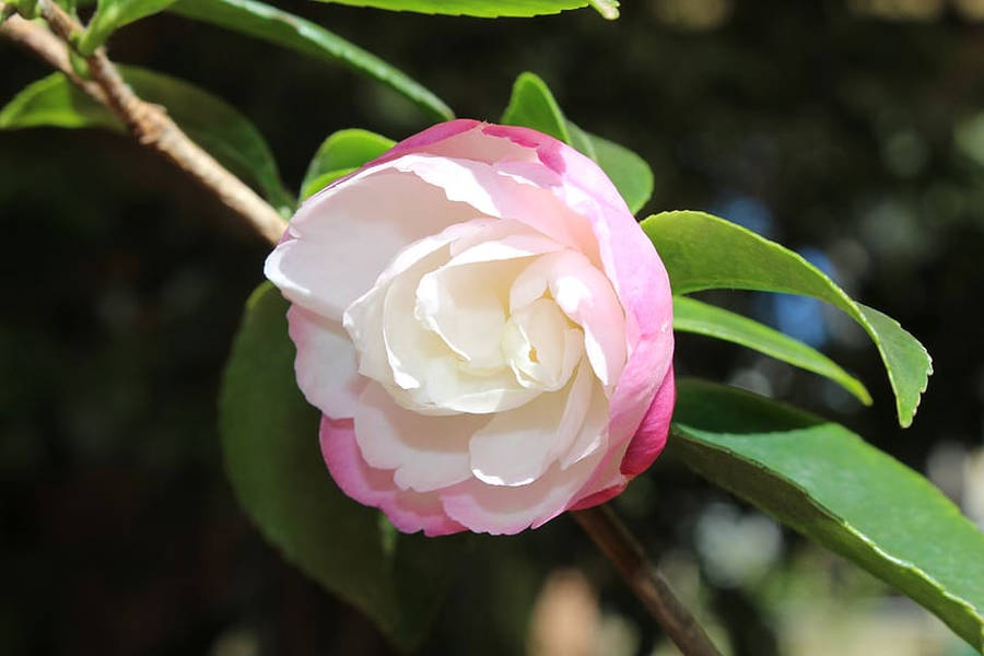 Camellia Bilder