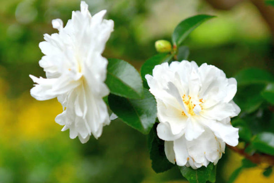 Camellia Sasanqua Achtergrond