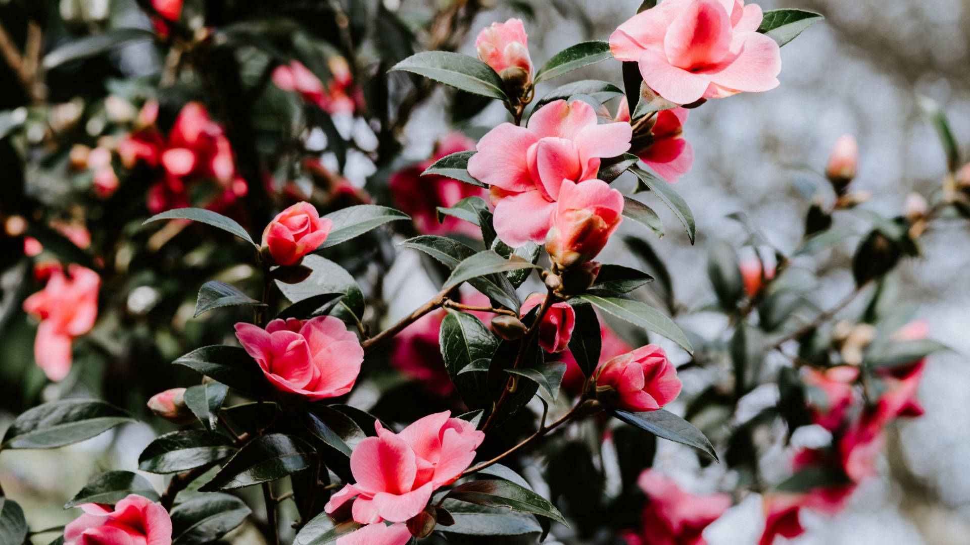 Camellia Sasanqua Bilder