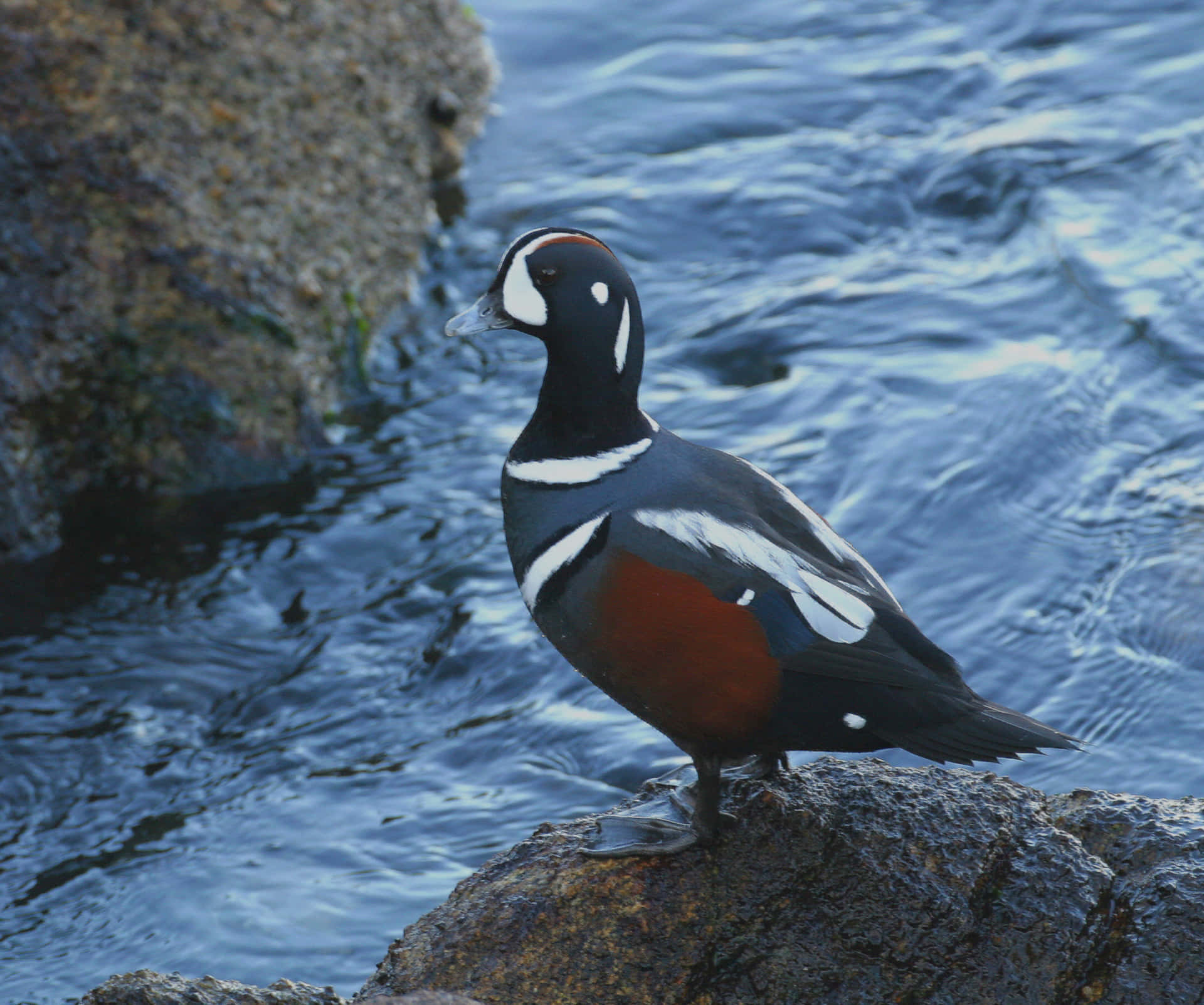 Canard Harlequin Fond d'écran