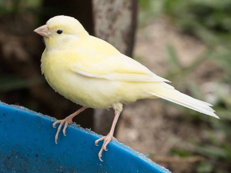 Un canario amarillo posado en un borde de plástico azul en un entorno natural. — Canario Fondos de pantalla