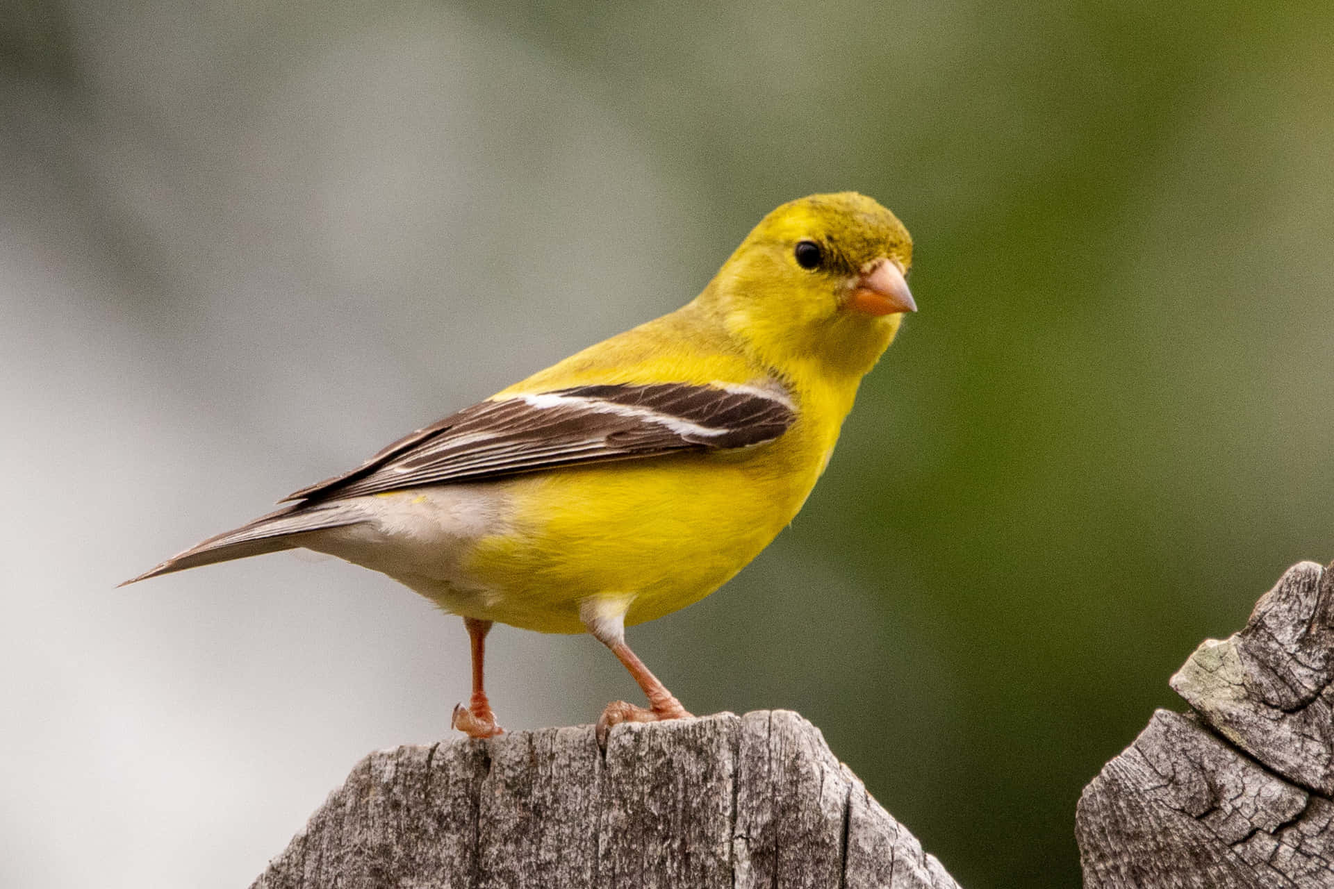 Canary Kuning Wallpaper