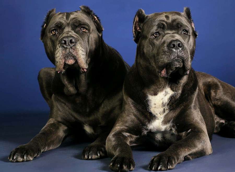 Two Cane Corso dogs lying down on a blue background with serious expressions. — Cane Corso Background
