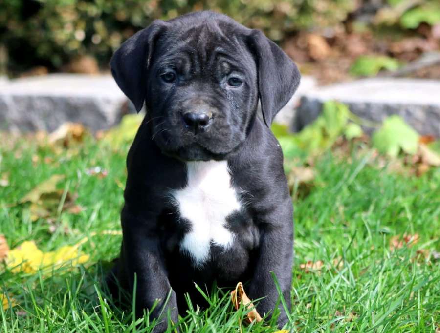 Schwarzer Welpe mit weißer Brust sitzt auf Gras mit Herbstblättern. — Cane Corso Bilder