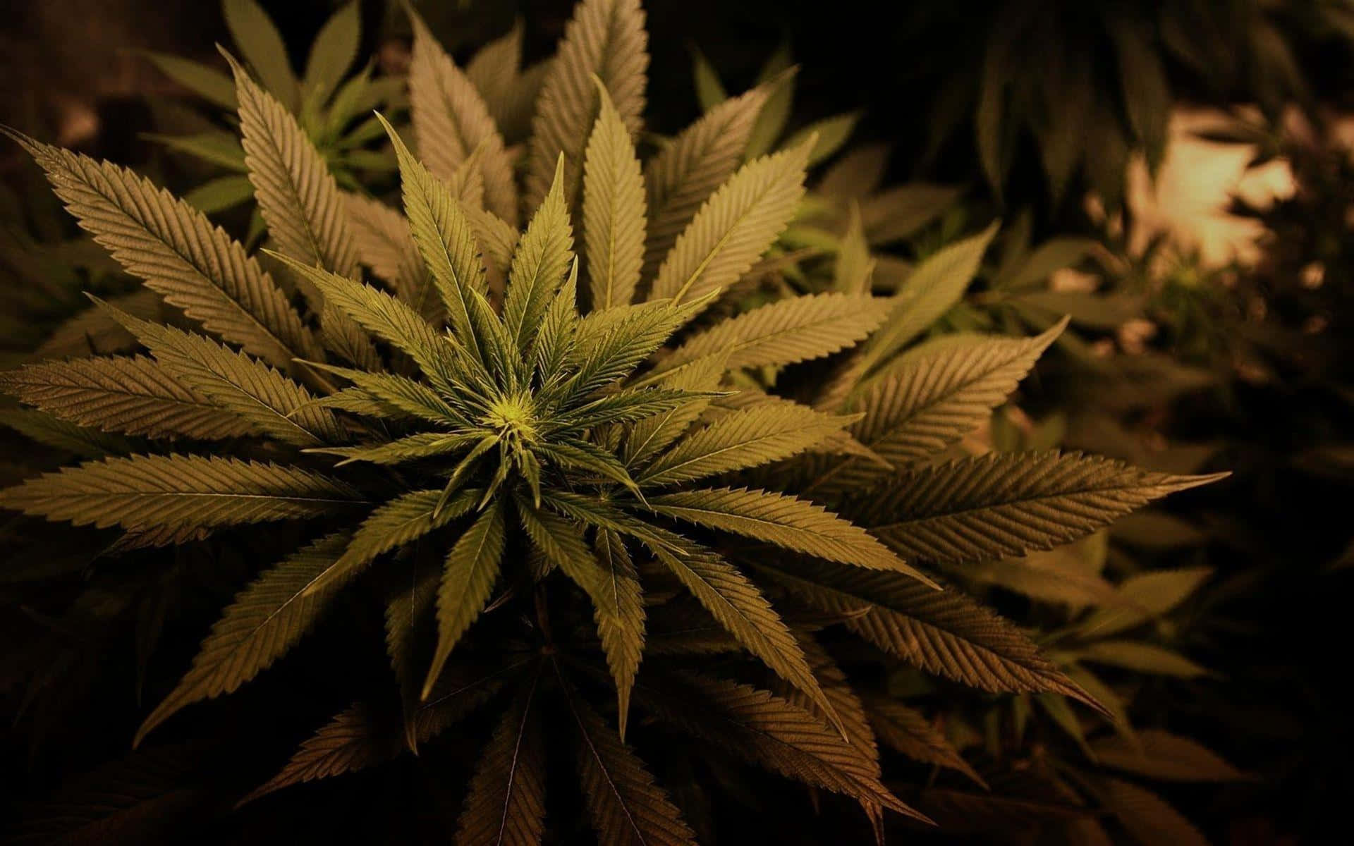 Cannabis Bakgrund