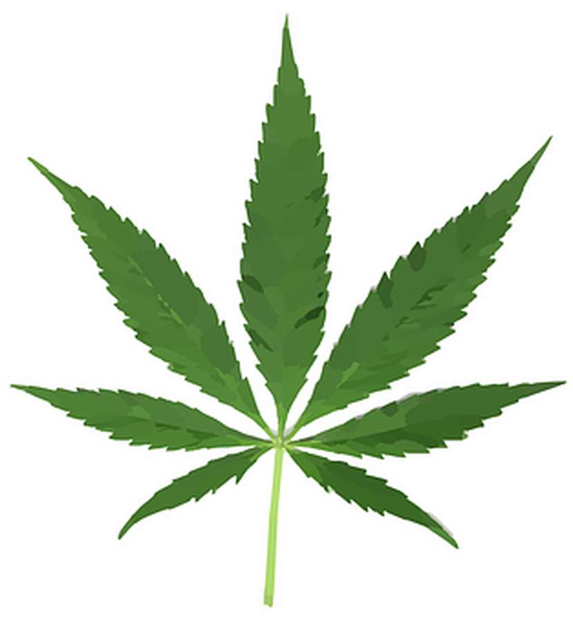 Uma folha de cannabis verde com bordas serrilhadas e um caule em um fundo branco — Cannabis Papéis de Parede