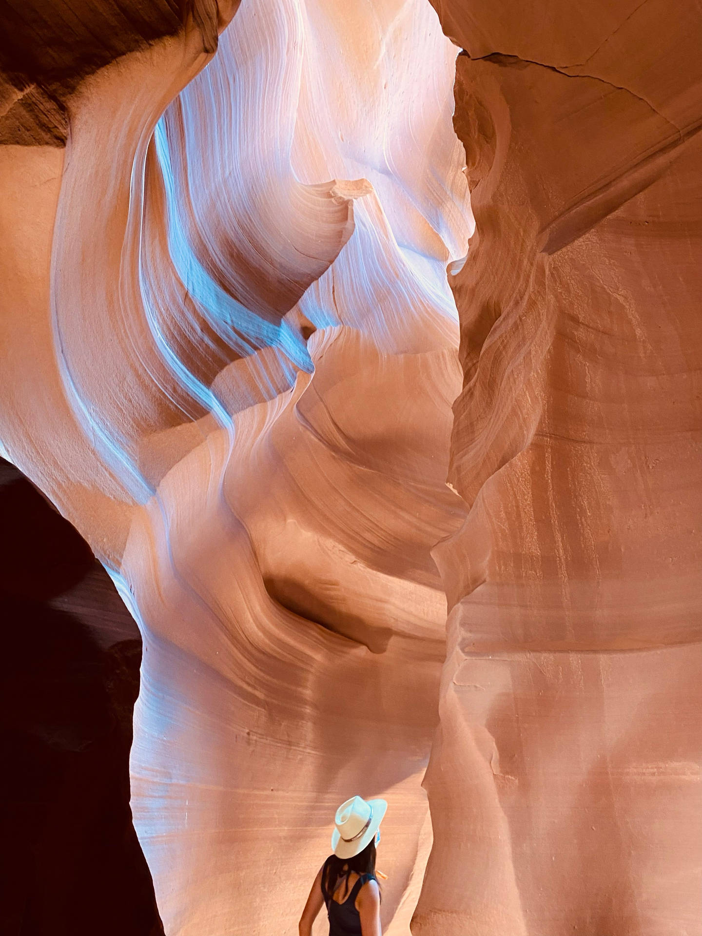 Canyon Antelope Wallpaper