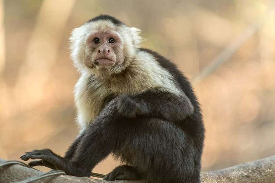 Ein Kapuzineraffe, der auf einem Ast in einer Waldumgebung sitzt. — Capuchin Monkey Wallpaper