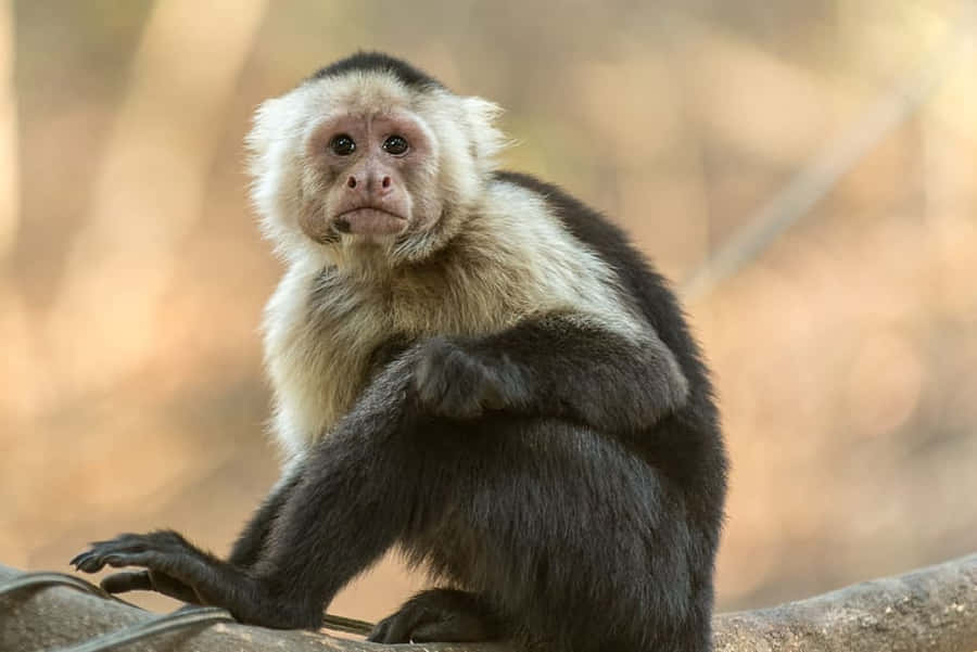 Capuchin Monkey Wallpaper