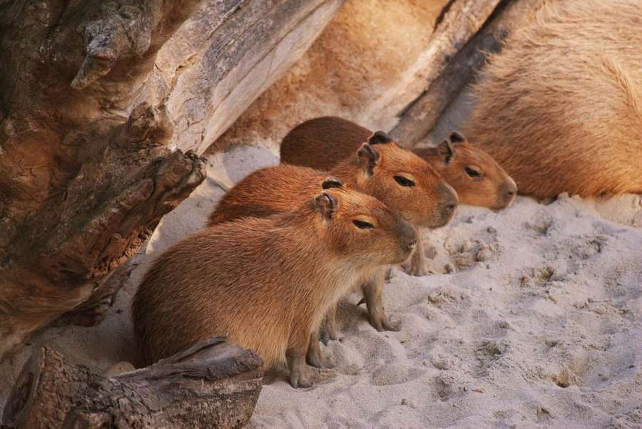 Three capybaras resting on sandy ground near logs in natural habitat. — Capybara Background