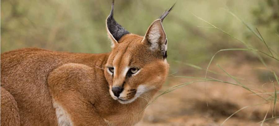 Caracal in grassy savanna looking alert — Caracal Wallpaper