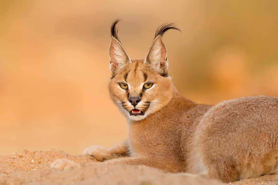 Caracal Wallpaper